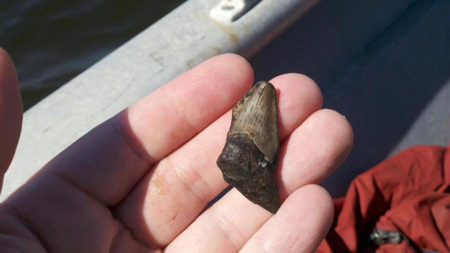 St. Mary’s River - Carcharodon Megalodon (a “Super” Great White) tooth