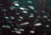 Shark Barge Reef - Fish love those wrecks