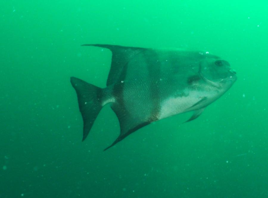 Shark Barge Reef - Don’t forget to look above you.