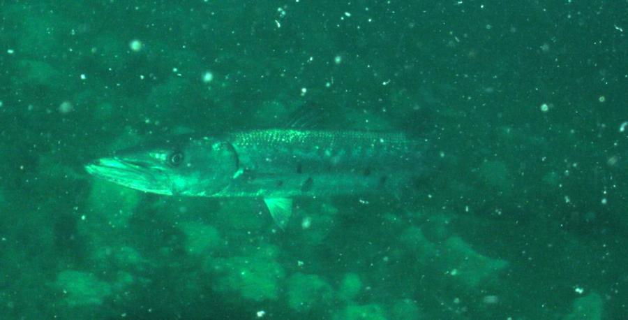 Shark Barge Reef - Someone is following me