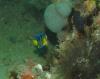 Table Top Reef - This little guy was trying to hide