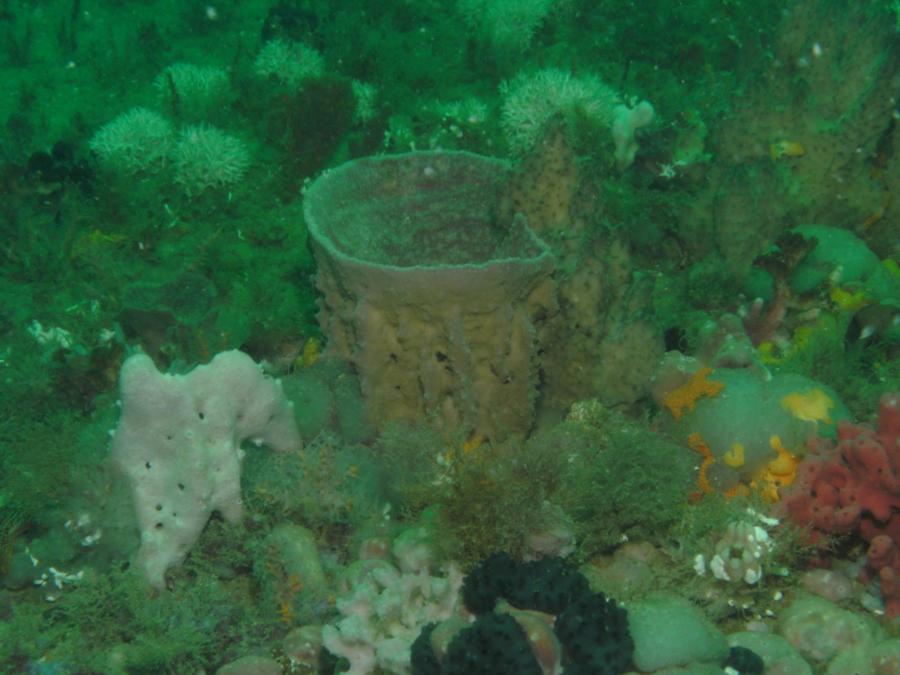 Table Top Reef - Lots of life