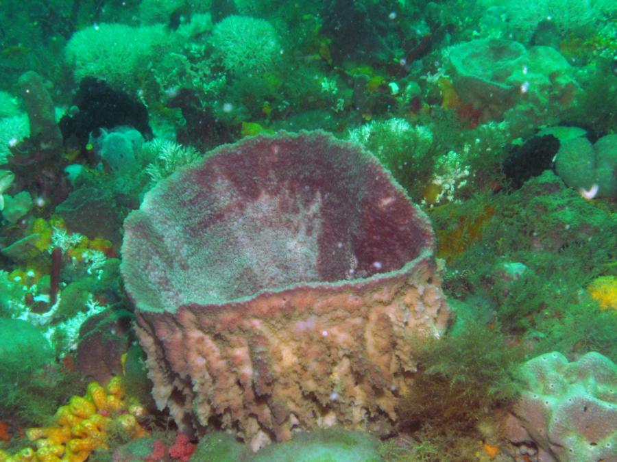 HH Reef - Sponge
