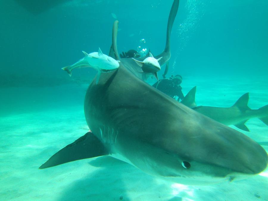 Tiger Beach - Tiger shark