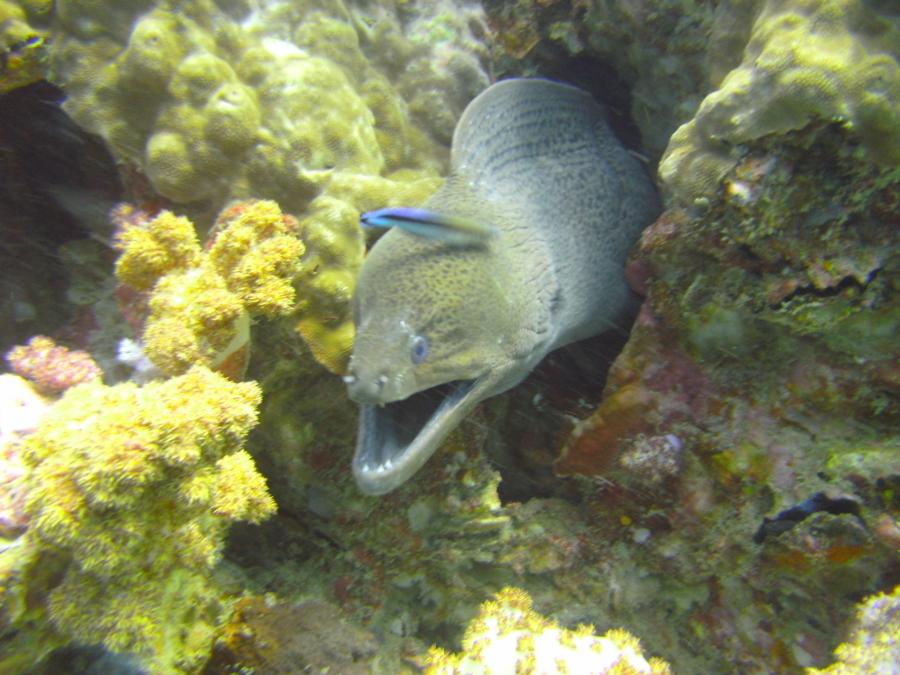 Airport reef - www.dive-paradise.com