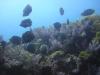 http://dive-paradise.com - Paradise-Diving-Asia
