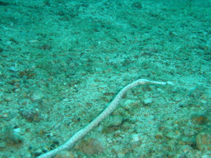 Reef 2 - http://dive-paradise.com