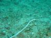 http://dive-paradise.com - Paradise-Diving-Asia