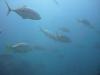 Ko Waeo - Paradise-Diving-Asia