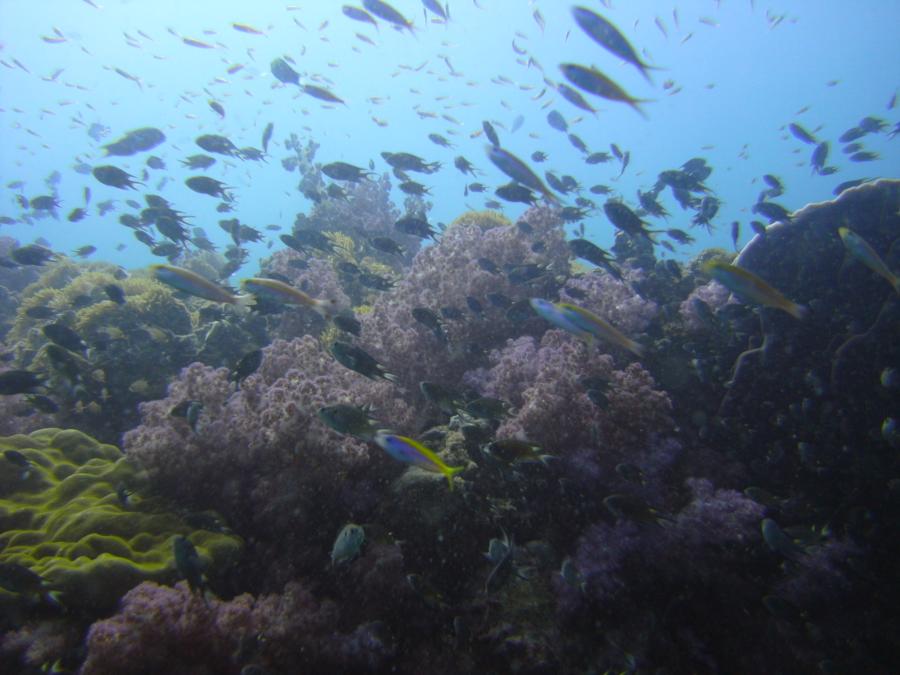Ko Waeo - http:www.dive-paradise.com