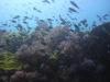 http:www.dive-paradise.com - Paradise-Diving-Asia