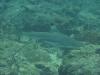 http:www.dive-paradise.com - Paradise-Diving-Asia