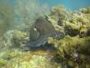 http:www.dive-paradise.com - Paradise-Diving-Asia