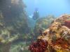 Rock Garden at Sharky’s Hideaway, Carriacou - deeferdiving