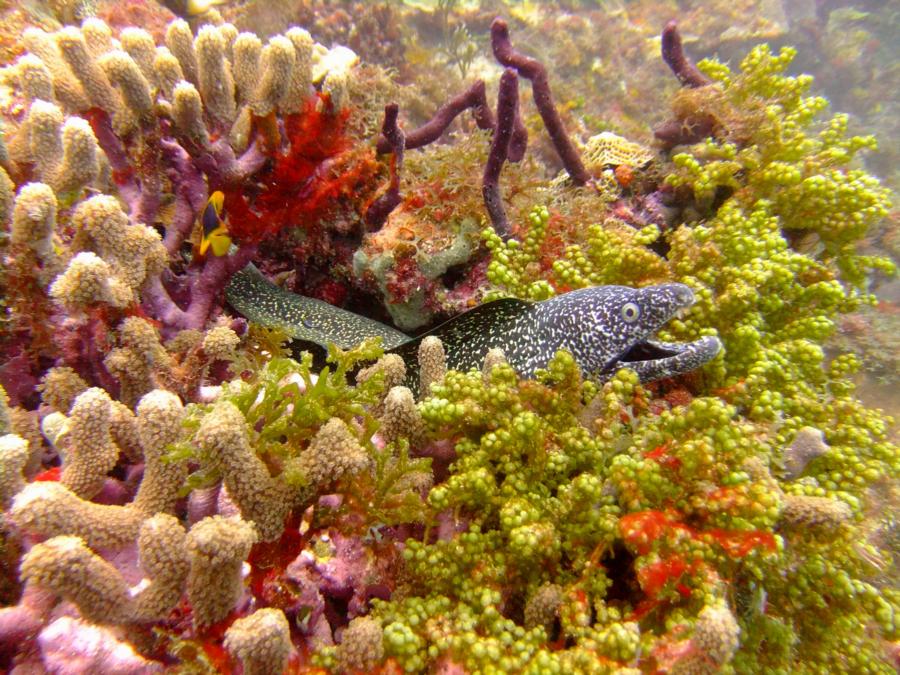 Sharky’s Hideaway at Mabouya - Spotted Moray at Sharky’s Hideaway, Carriacou