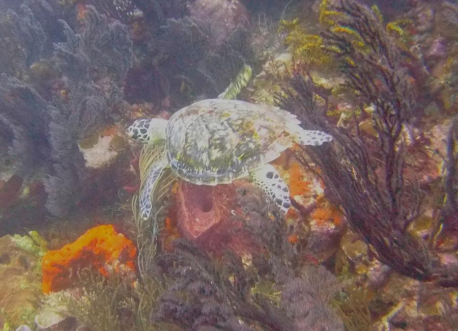 Deep Blue at Sisters Rocks - Hawksbill Turtle at Sisters Rocks, Carriacou