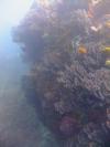 Deep Blue at Sisters Rocks - Soft Coral at Sisters Rocks, Carriacou