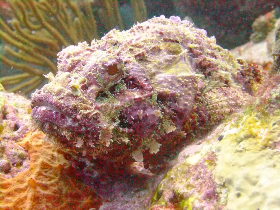 Deep Blue at Sisters Rocks - Spotted Scorpionfish at Sisters Rocks, Carriacou