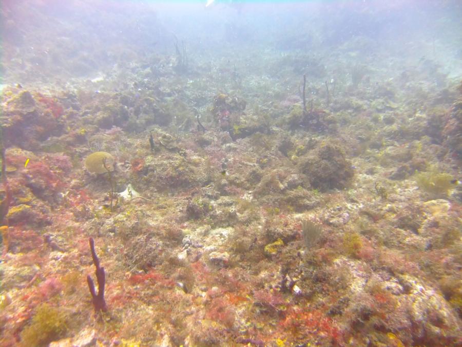 Whirlpool at Mabouya - Whirlpool aka The Magic Garden at Mabouya, Carriacou