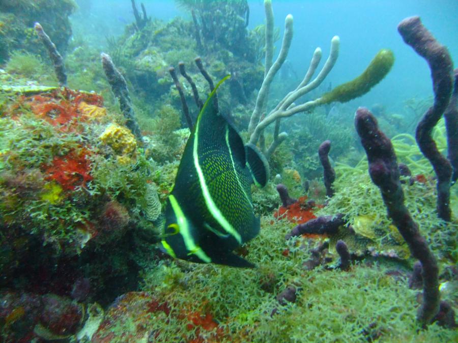 World of Dreams at Mabouya - French Angelfish at World of Dreams, Mabouya