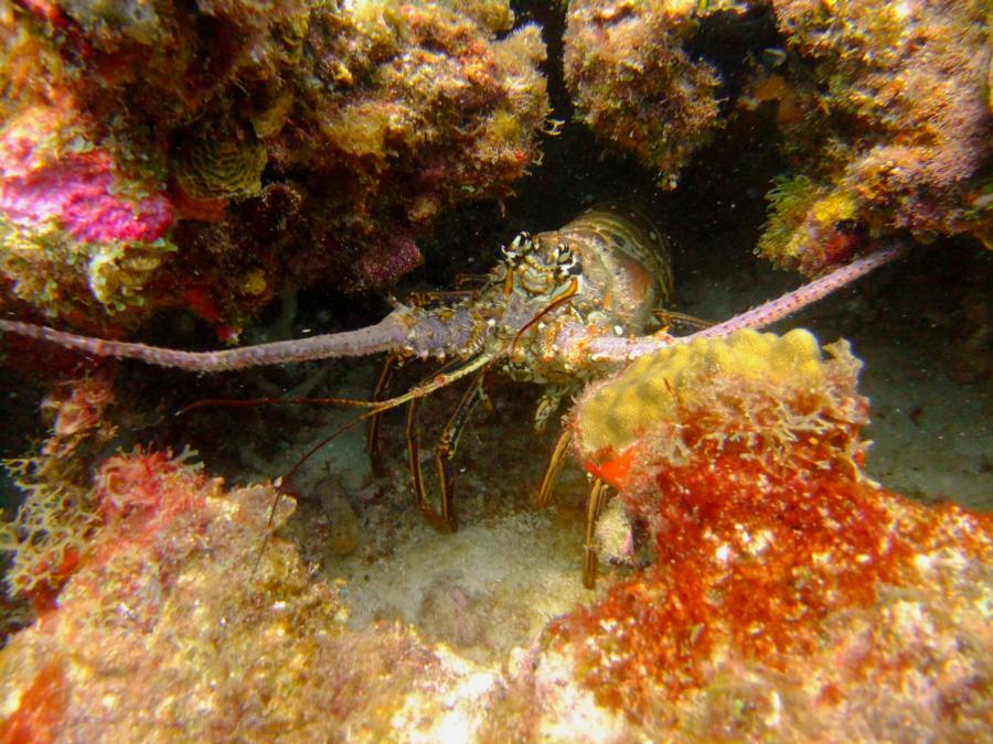 World of Dreams at Mabouya - Spiny Lobster at World of Dreams, Mabouya