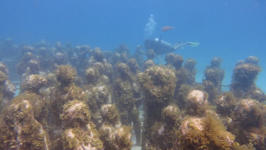 Manchones Reef Mujeres Underwater Museum aka MUSA - MUSA