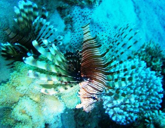 Cedar Pride wreck-ship - Scorpion/chicken fish , by MSDT Mohamed Qatawneh