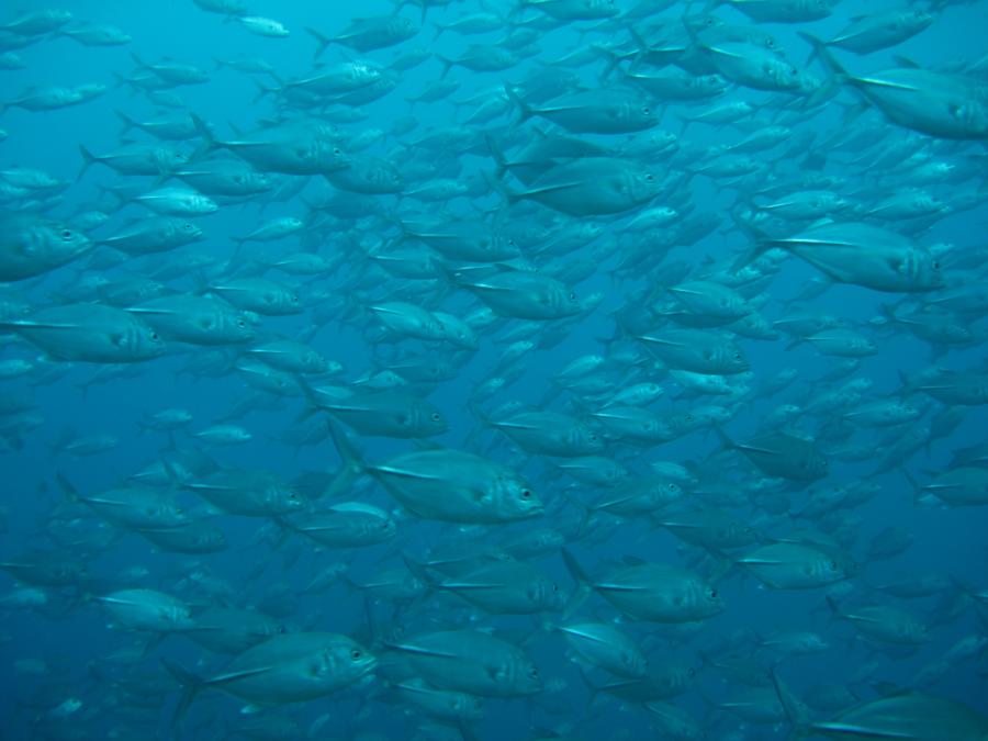 Shinwa Maru Wreck - schools of jack at Shinwa Maru