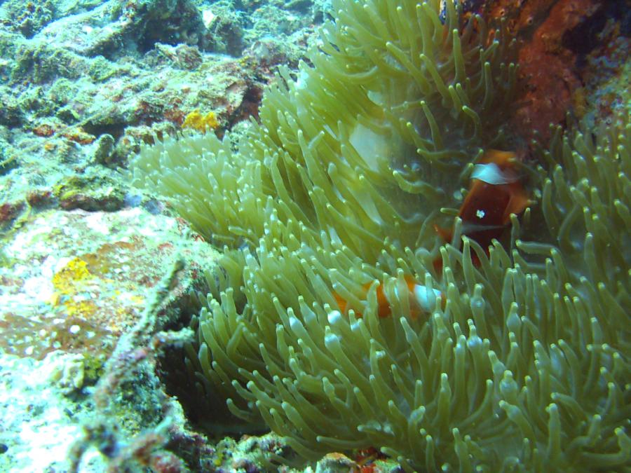 Pasir Putih Wreck - Pasir Putih Wreck sea anemones