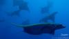 Princess Alice Bank (Azores, Portugal) - Mantas