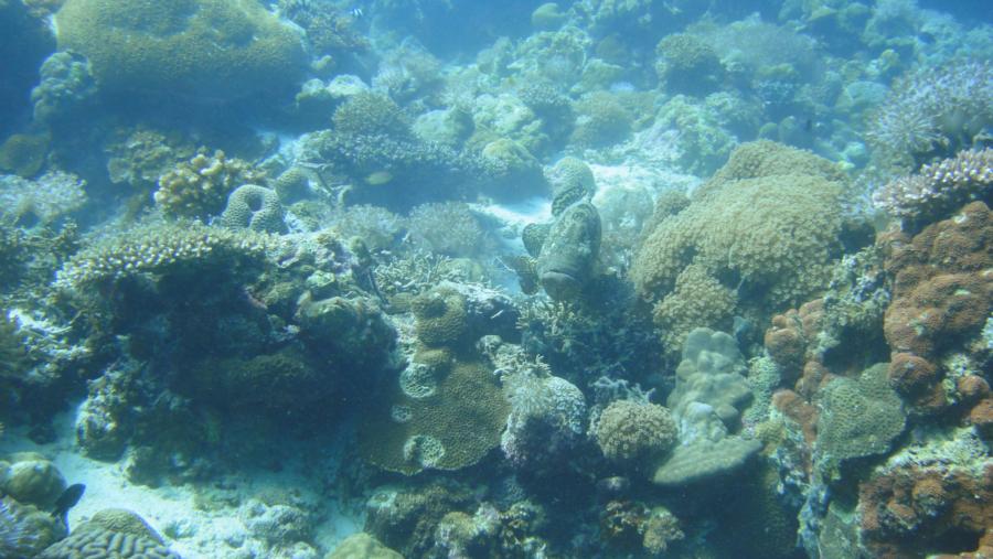 Nalusuan Marine Sanctuary - At Nalusuan Cebu
