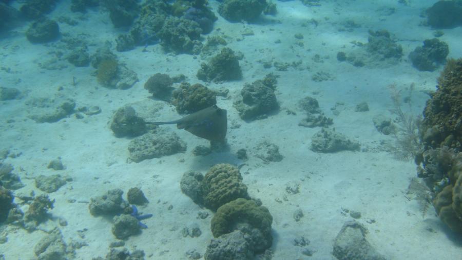 Nalusuan Marine Sanctuary - Stingray