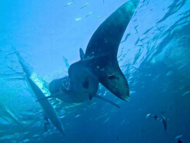 Oslob Whale Shark - Oslob