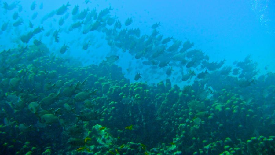 Milimani Reef - Milimani Reef