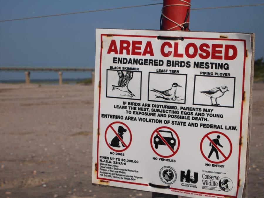 Townsend Inlet - The shortest way back is blocked by a nesting area.