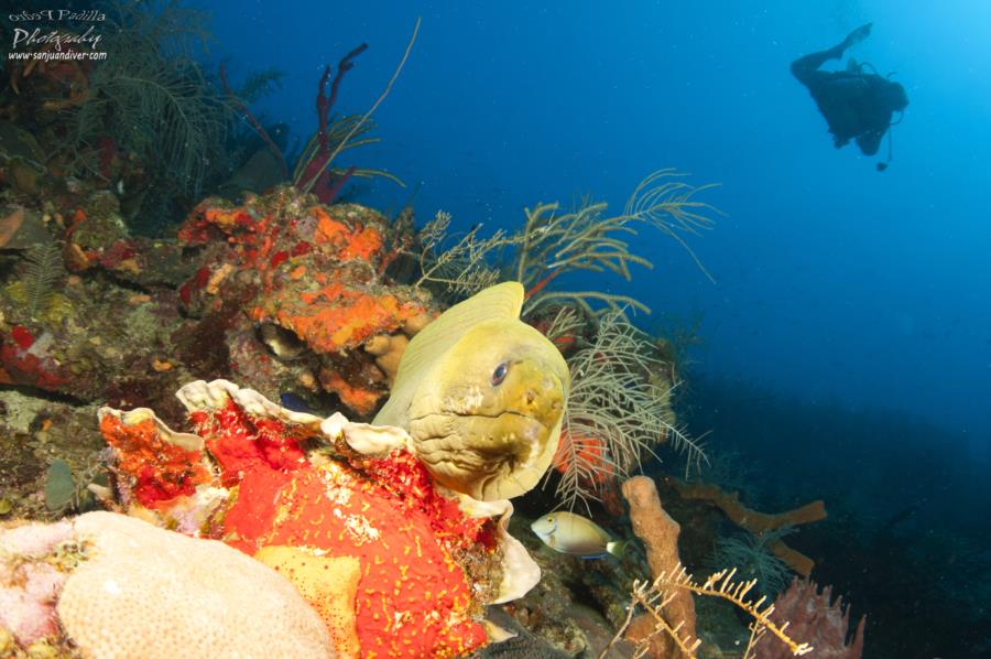 Fallen Rock - Green Moray Wall Dive Puerto Rico