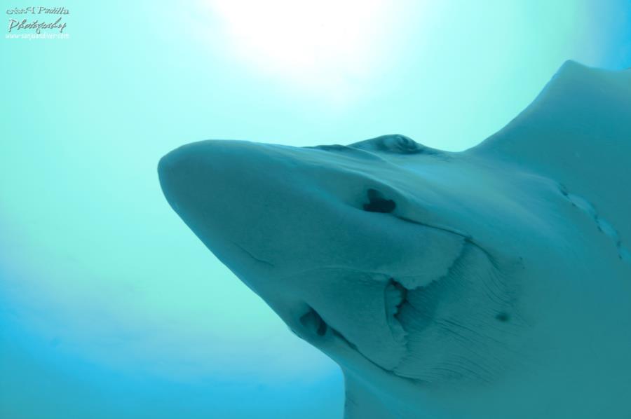 Fallen Rock - Spotted eagle ray