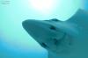 Fallen Rock - Spotted eagle ray