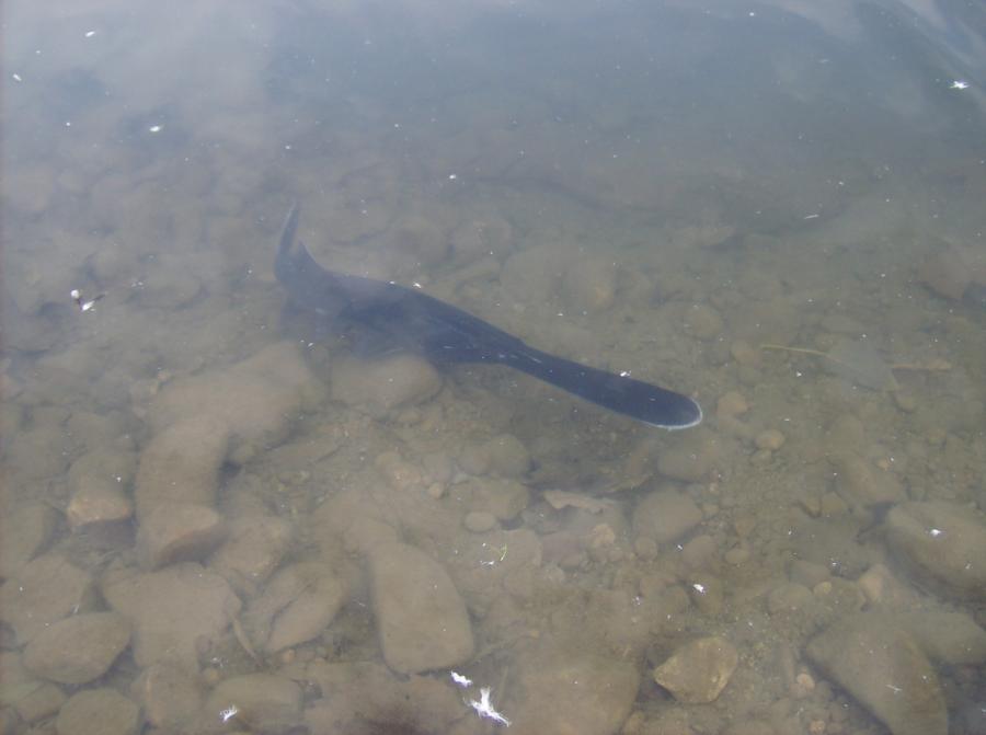 North Point Quarry - Paddle fish in the water