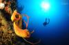 Parguera’s Wall - Tube Sponge Wall Dive Puerto Rico