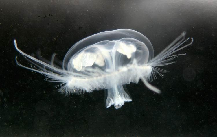 Dive Land Park, Diveland - Freshwater "jellyfish" are seen during the fall months.