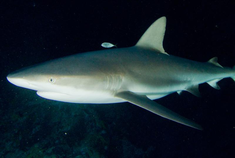 The Meadows - Reef Shark at The Meadows
