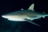 The Meadows - Reef Shark at The Meadows