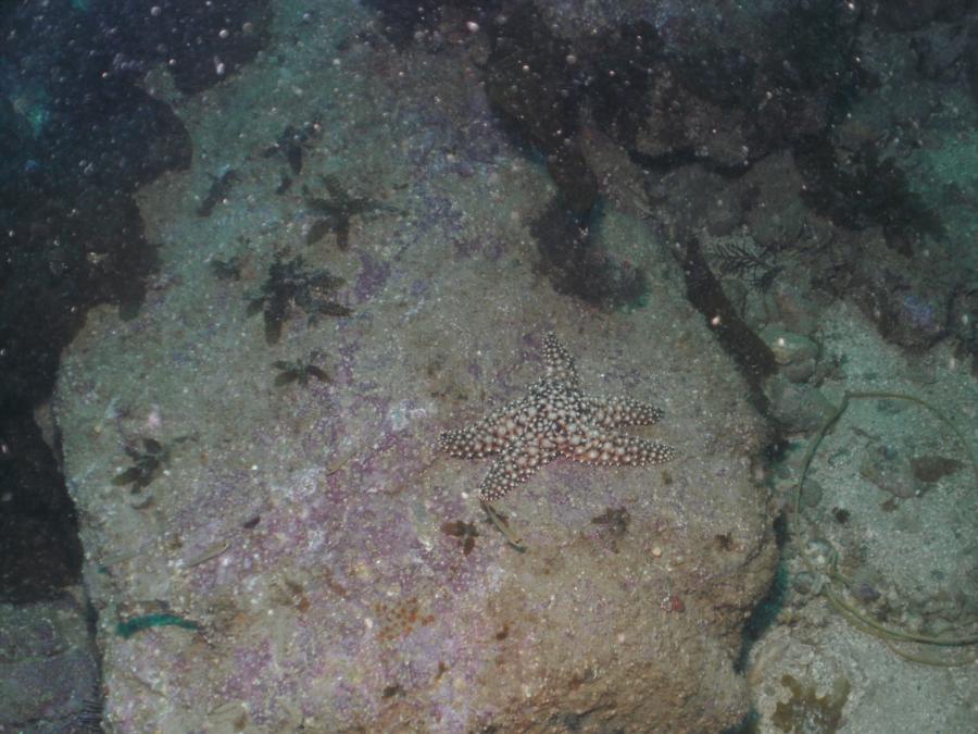 Indian Rocks - Ochre Seastar