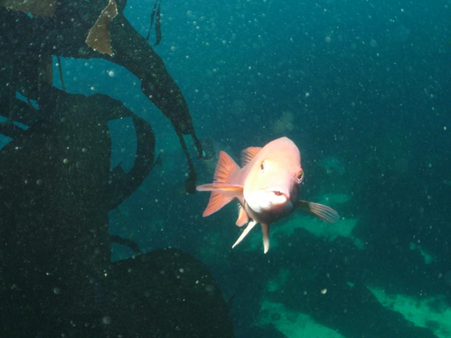 Indian Rocks - Sheephead Fish