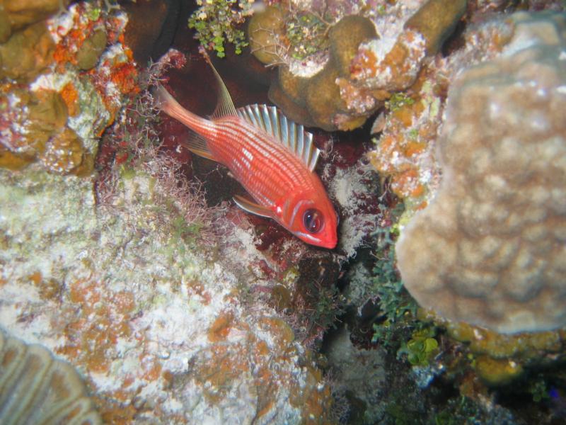 Jackson Reef - Jackson Bight