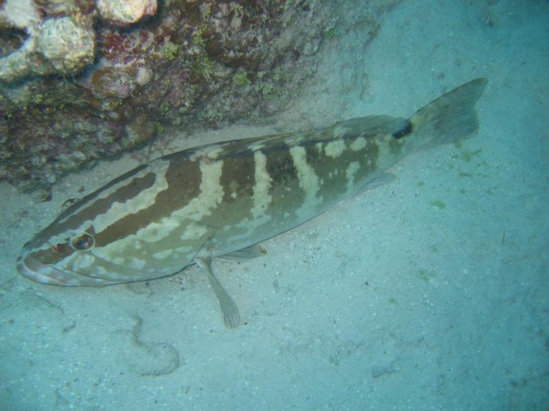 Jackson Reef - Jackson Bight