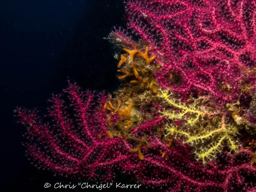 Secca Del Papa - red and yellow goronia sea fan