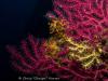 red and yellow goronia sea fan - SardiniaDivers