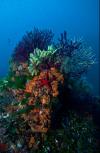 Secca Del Papa - gorgonia sea fan